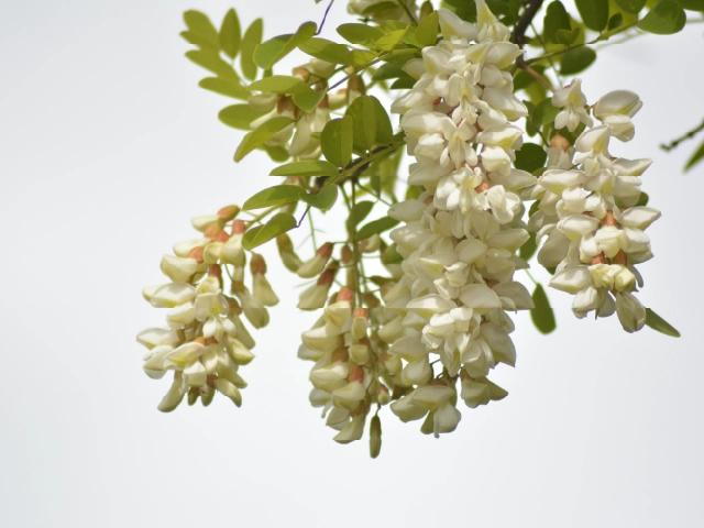 Robinier faux acacias